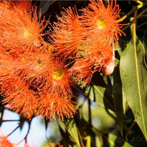 Archibald's Honey bottlebrush image