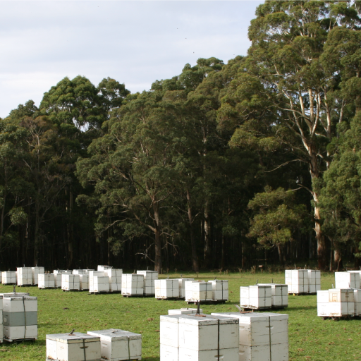 Archibald's Honey beehive image